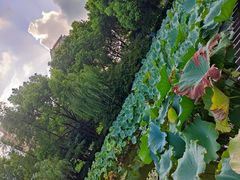 -陈家山荷花公园