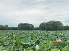 -东郊湿地公园