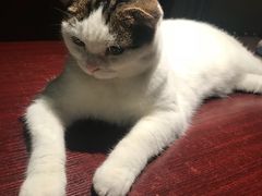 -喵园·猫主题咖啡厅·撸猫·猫咖(国贸店)