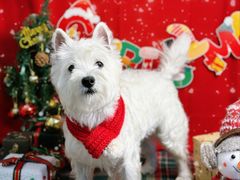 -喜洋洋宠物医院(震川路总店)