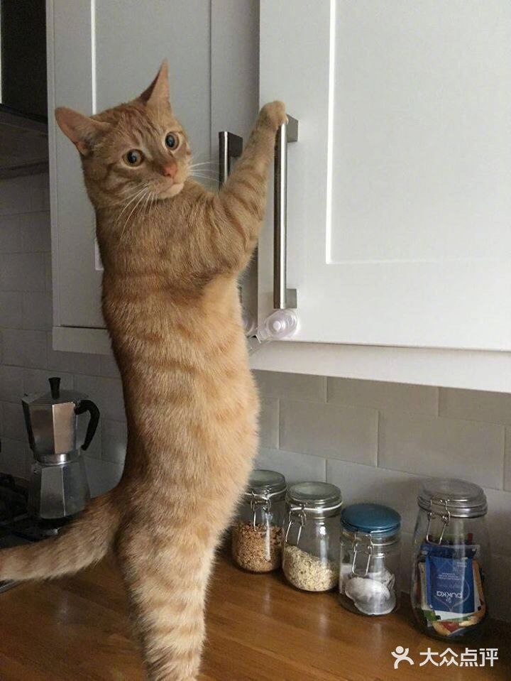 材料也不错。目前听说要过年休息要到初六才营业