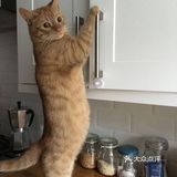 材料也不错。目前听说要过年休息要到初六才营业