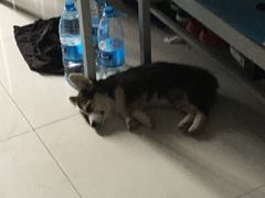 -全心全意连锁动物医院(加州店)