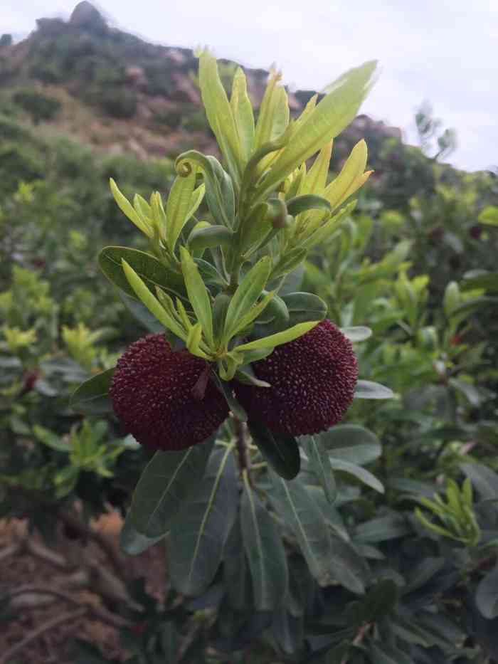 农家乐自摘杨梅-"每年六月,龙海浮宫杨梅就熟了.此时如果你.