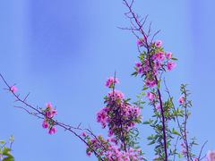 -深圳仙湖植物园-停车场