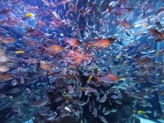 -成都浩海立方海洋公园