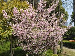 -陈家山荷花公园