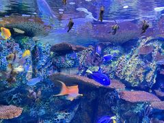 -上海海洋水族馆