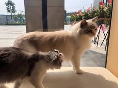 -瞄一喵猫咖(格力海岸店)