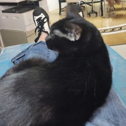 -杨卓刺青工作室·YZ STUDIO