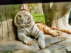 -北京野生动物园