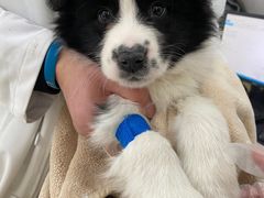 -宠颐生嘉德动物医院