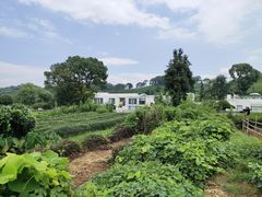 -龙坞茶村