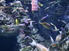 -成都浩海立方海洋公园