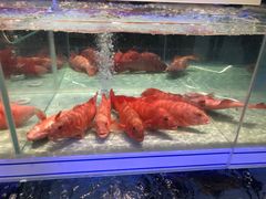 -盒马X会员店(上海森兰商都店)