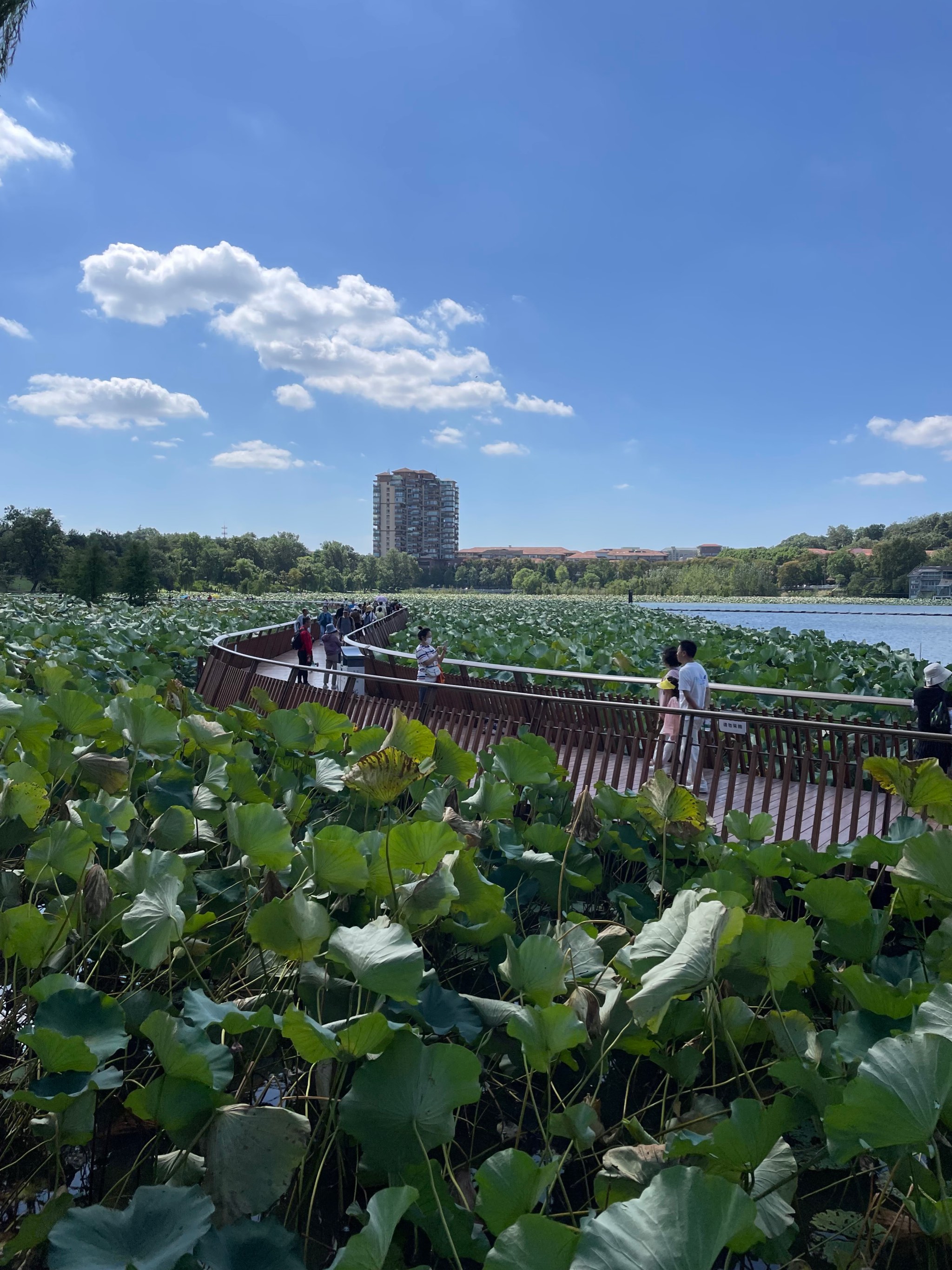 玄武湖公园 美景图片