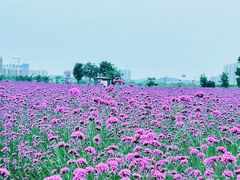 -洋湖国家湿地公园