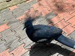 -吉隆坡雀鸟公园