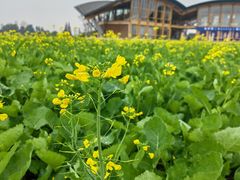 -中国天府农业博览园