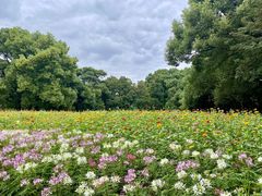 -上海共青森林公园