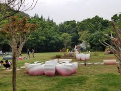 -银湖山郊野公园-相思林