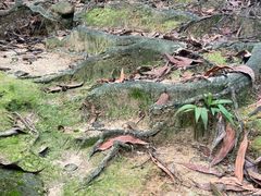 -火炉山森林公园