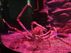 -悉尼海洋生物水族馆
