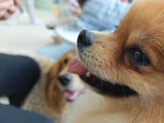 -怪兽屋·羊驼·猫咖·狗咖(俊华广场店)
