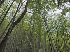 -上海佘山国家森林公园天马山园