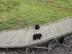 -黑瞎子岛探秘野熊园