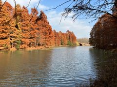 -上海海湾国家森林公园