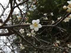 -金鸡山公园