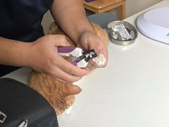 -小伙伴宠物医院•急重症转诊中心·老年专科·犬猫全科(北大街总院)