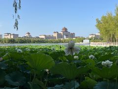 -莲花池公园