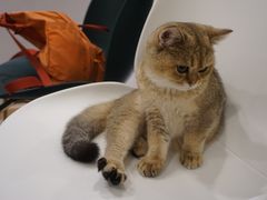 -飞行喵MR PILOT|猫舍·猫咖(静安大融城店)
