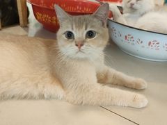 -平行世界·猫咖(首经贸店)