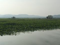 -微山湖红荷湿地景区