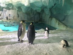 -广东省拱北口岸中国旅行社(华宾营业部)