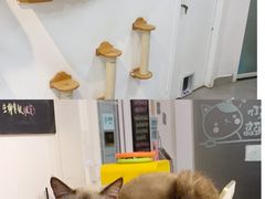 -Heymao猫咖.咖啡厅(东门店)