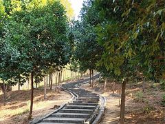 -火炉山森林公园