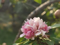 -国家植物园