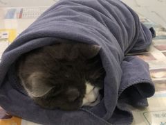 -伟伟宠物医院·CT影像中心·瑞派犬猫综合性门诊(汉口总院)
