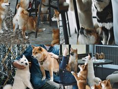 -柴犬高等学院·狗咖·柴犬售卖·宠物训练