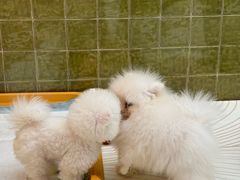 -帕帕拉兹宠物(亚洲旗舰店)