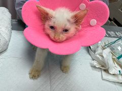 -宠物星动物医院·眼科·异宠·猫科(江南大道总院)