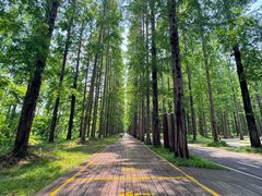 -黄海国家森林公园