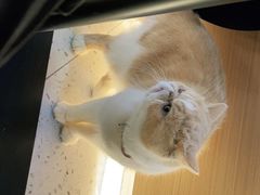 -喵园·猫主题咖啡厅·撸猫·猫咖(国贸店)