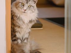 猫猫可甜可咸-猫在这儿猫咪咖啡馆·撸猫馆