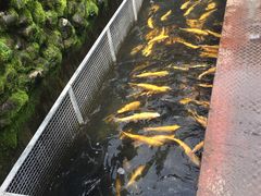 -京北渔家傲