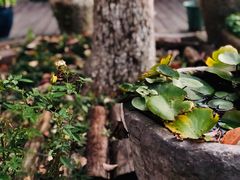 -九鼎轩脆毛肚火锅(商业街店)